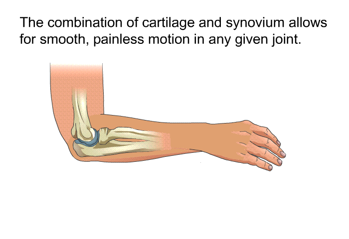 The combination of cartilage and synovium allows for smooth, painless motion in any given joint.