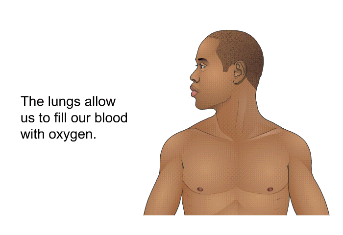 The lungs allow us to fill our blood with oxygen.