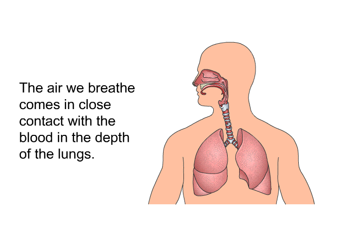 The air we breathe comes in close contact with the blood in the depth of the lungs.