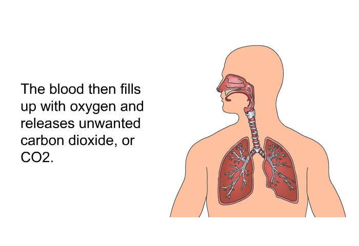 The blood then fills up with oxygen and releases unwanted carbon dioxide, or CO2.