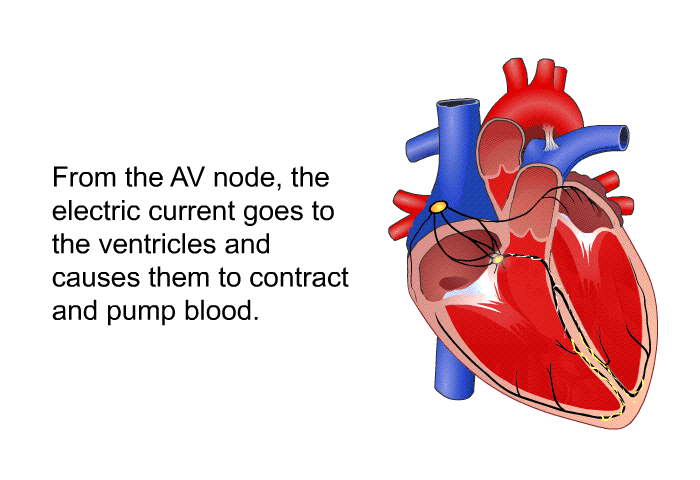 From the AV node, the electric current goes to the ventricles and causes them to contract and pump blood.