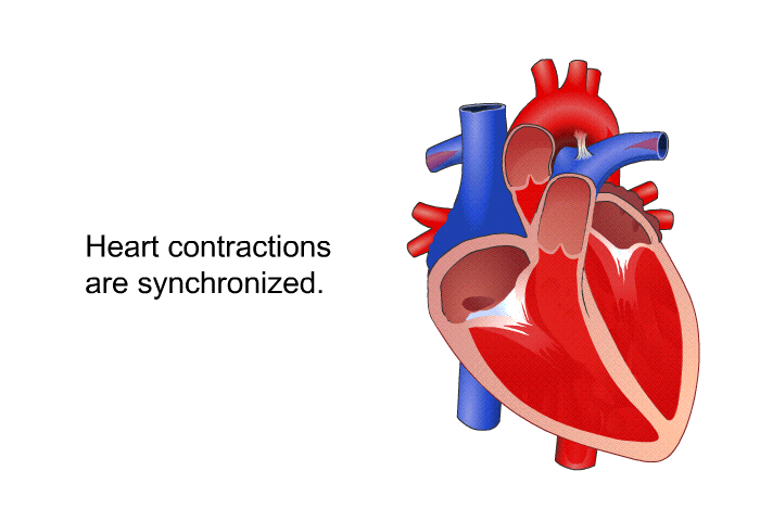 Heart contractions are synchronized.