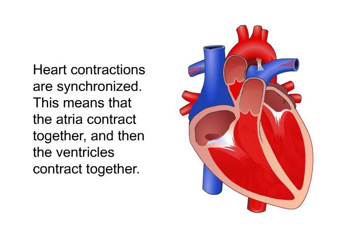 Heart contractions are synchronized. This means that the atria contract together, and then the ventricles contract together.