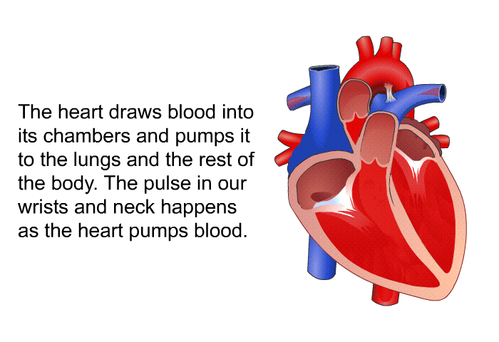 The heart draws blood into its chambers and pumps it to the lungs and the rest of the body. The pulse in our wrists and neck happens as the heart pumps blood.