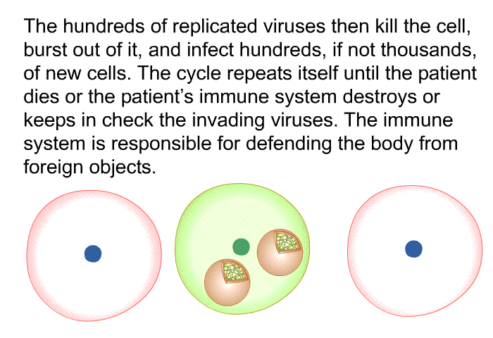The hundreds of replicated viruses then kill the cell, burst out of it, and infect hundreds, if not thousands, of new cells. The cycle repeats itself until the patient dies or the patient's immune system destroys or keeps in check the invading viruses. The immune system is responsible for defending the body from foreign objects.