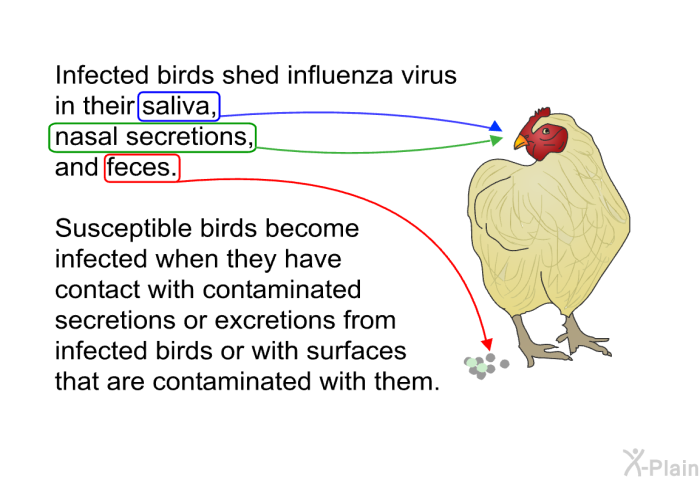 Infected birds shed influenza virus in their saliva, nasal secretions, and feces. Susceptible birds become infected when they have contact with contaminated secretions or excretions from infected birds or with surfaces that are contaminated with them.