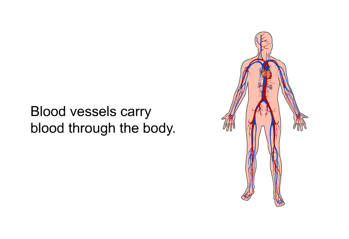 Blood vessels carry blood through the body.