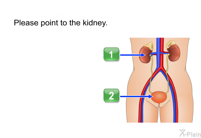 Please point to the kidney.