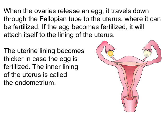 When the ovaries release an egg, it travels down through the Fallopian tube to the uterus, where it can be fertilized. If the egg becomes fertilized, it will attach itself to the lining of the uterus. The uterine lining becomes thicker in case the egg is fertilized. The inner lining of the uterus is called the endometrium.