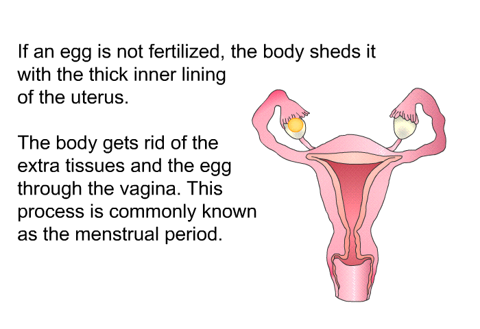 If an egg is not fertilized, the body sheds it with the thick inner lining of the uterus. The body gets rid of the extra tissues and the egg through the vagina. This process is commonly known as the menstrual period.