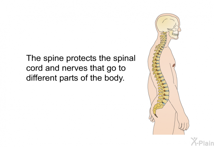 The spine protects the spinal cord and nerves that go to different parts of the body.