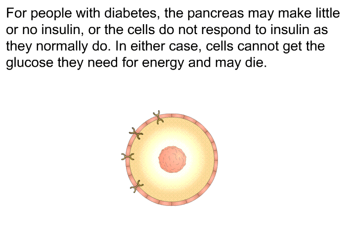 For people with diabetes, the pancreas may make little or no insulin, or the cells do not respond to insulin as they normally do. In either case, cells cannot get the glucose they need for energy and may die.