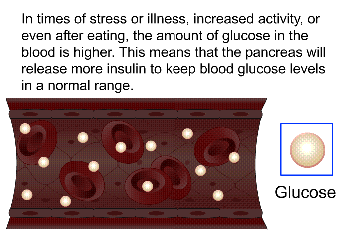 In times of stress or illness, increased activity, or even after eating, the amount of glucose in the blood is higher. This means that the pancreas will release more insulin to keep blood glucose levels in a normal range.