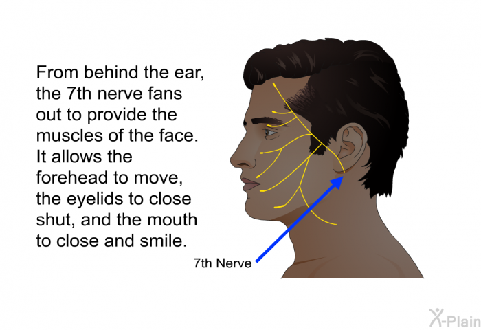 From behind the ear, the 7<SUP>th</SUP> nerve fans out to provide the muscles of the face. It allows the forehead to move, the eyelids to close shut, and the mouth to close and smile.