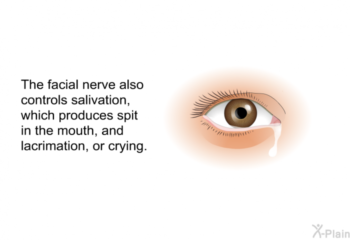 The facial nerve also controls salivation, which produces spit in the mouth, and lacrimation, or crying.