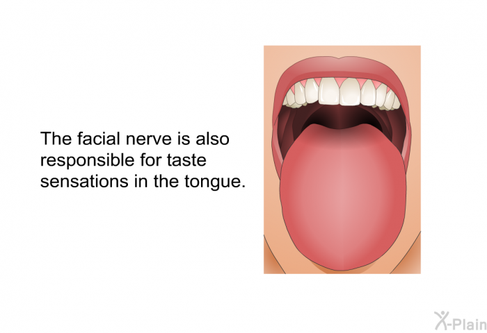 The facial nerve is also responsible for taste sensations in the tongue.