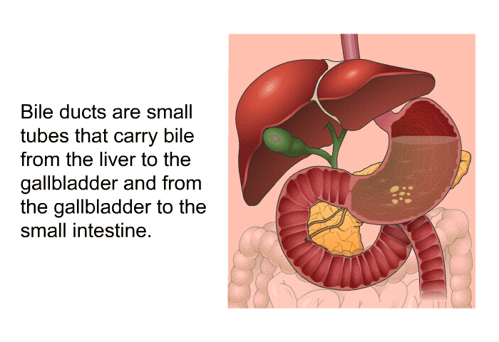 Bile ducts are small tubes that carry bile from the liver to the gallbladder and from the gallbladder to the small intestine.