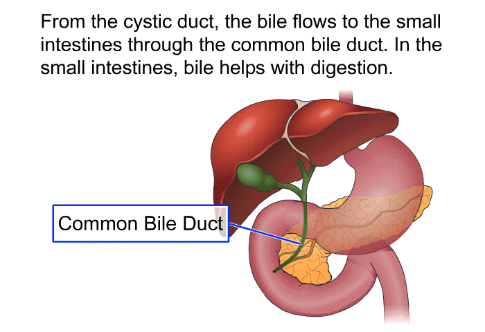 From the cystic duct, the bile flows to the small intestines through the common bile duct. In the small intestines, bile helps with digestion.