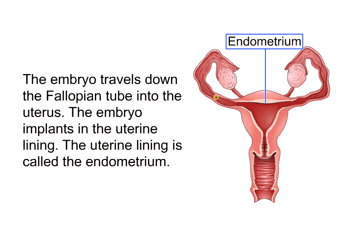 The embryo travels down the Fallopian tube into the uterus. The embryo implants in the uterine lining. The uterine lining is called the endometrium.