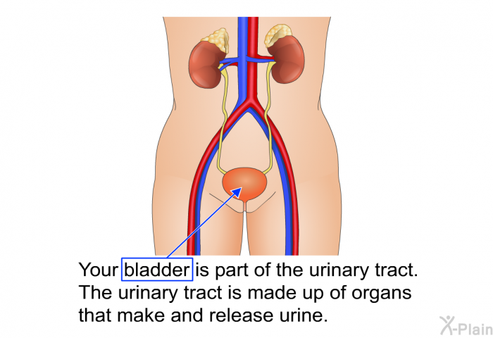 Your bladder is part of the urinary tract. The urinary tract is made up of organs that make and release urine.