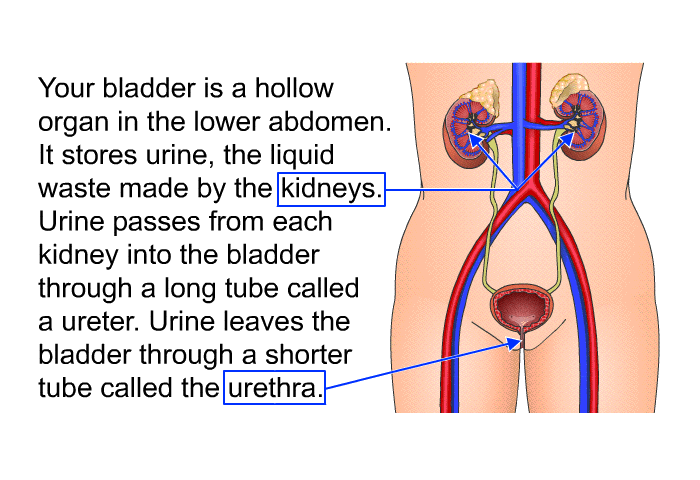 Your bladder is a hollow organ in the lower abdomen. It stores urine, the liquid waste made by the kidneys. Urine passes from each kidney into the bladder through a long tube called a ureter. Urine leaves the bladder through a shorter tube called the urethra.