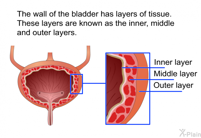The wall of the bladder has layers of tissue. These layers are known as the inner, middle and outer layers.