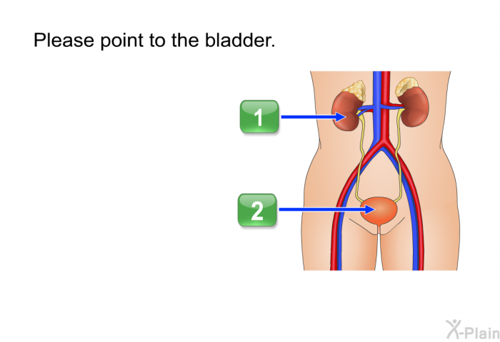 Please point to the bladder.