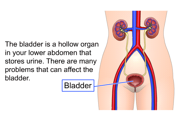 The bladder is a hollow organ in your lower abdomen that stores urine. There are many problems that can affect the bladder.