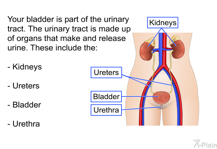 Your bladder is part of the urinary tract. The urinary tract is made up of organs that make and release urine. These include the:  Kidneys Ureters Bladder Urethra