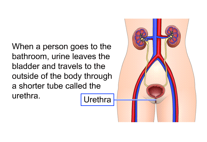 When a person goes to the bathroom, urine leaves the bladder and travels to the outside of the body through a shorter tube called the urethra.