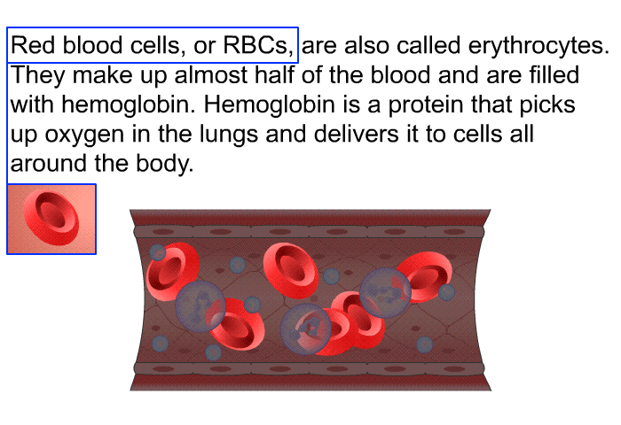 Red blood cells, or RBCs, are also called erythrocytes. They make up almost half of the blood and are filled with hemoglobin. Hemoglobin is a protein that picks up oxygen in the lungs and delivers it to cells all around the body.