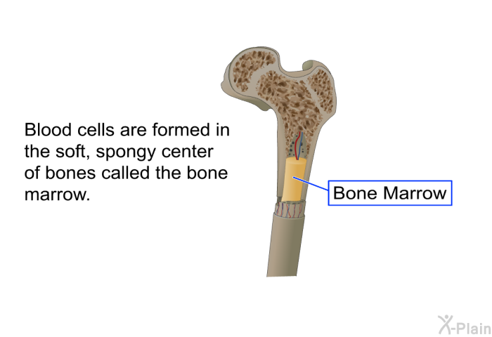 Blood cells are formed in the soft, spongy center of bones called the bone marrow.