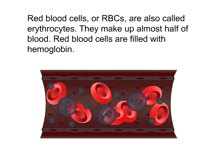 Red blood cells, or RBCs, are also called erythrocytes. They make up almost half of blood. Red blood cells are filled with hemoglobin.