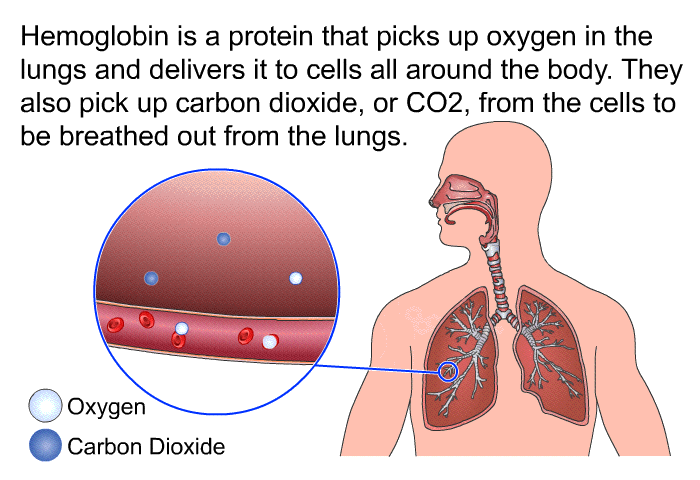 Hemoglobin is a protein that picks up oxygen in the lungs and delivers it to cells all around the body. They also pick up carbon dioxide, or CO2, from the cells to be breathed out from the lungs.