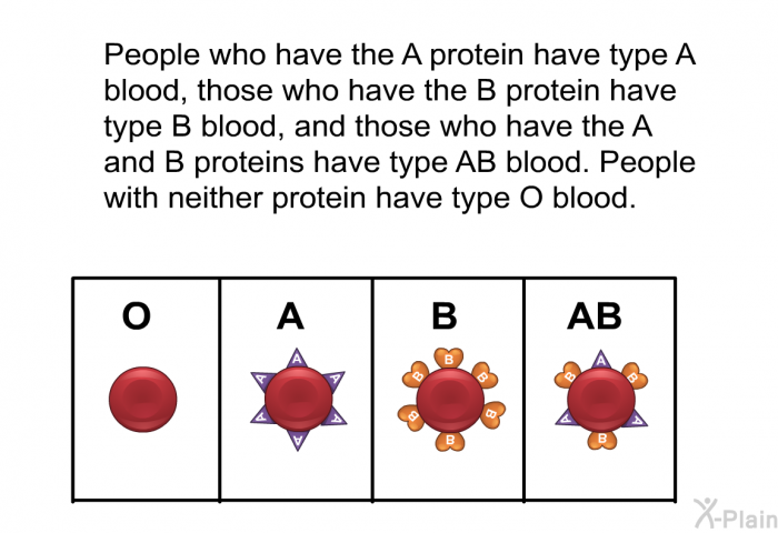 People who have the A protein have type A blood, those who have the B protein have type B blood, and those who have the A and B proteins have type AB blood. People with neither protein have type O blood.