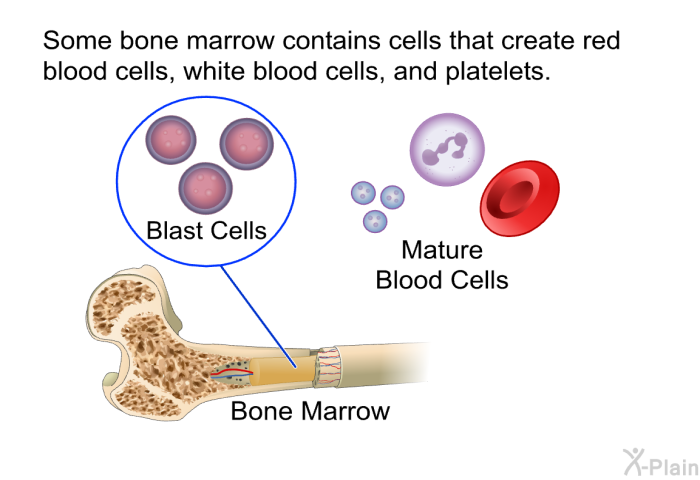 Some bone marrow contains cells that create red blood cells, white blood cells, and platelets.