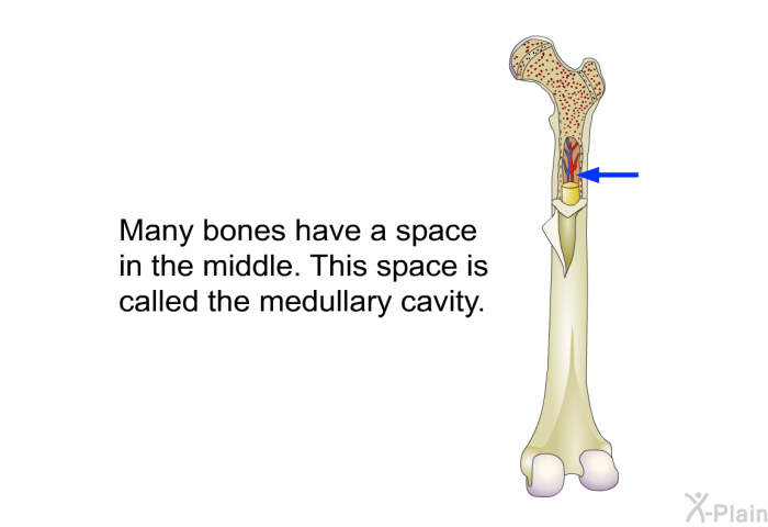 Many bones have a space in the middle. This space is called the medullary cavity.