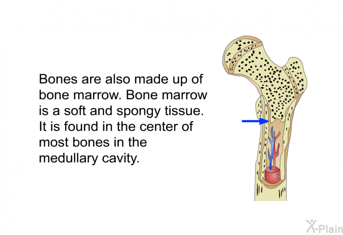 Bones are also made up of bone marrow. Bone marrow is a soft and spongy tissue. It is found in the center of most bones in the medullary cavity.
