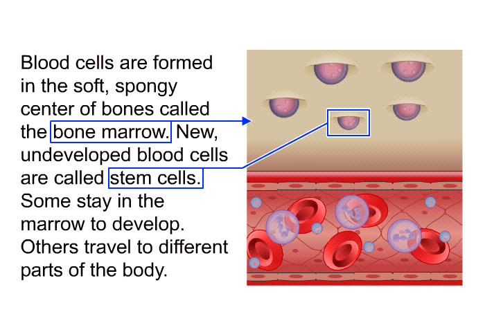 Blood cells are formed in the soft, spongy center of bones called the bone marrow. New, undeveloped blood cells are called stem cells. Some stay in the marrow to develop. Others travel to different parts of the body.
