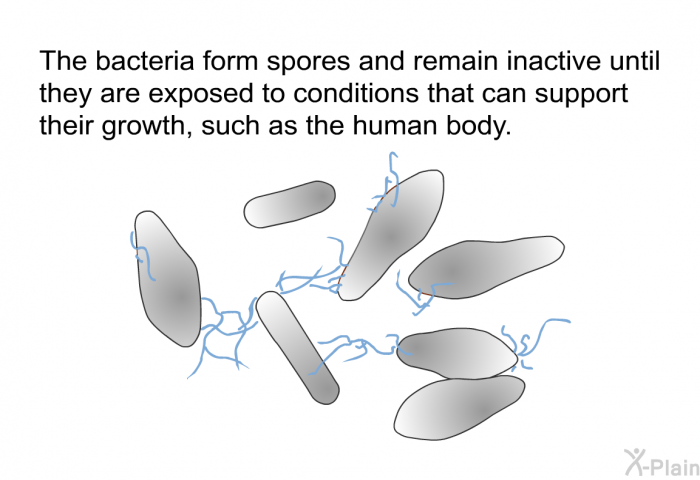 The bacteria form spores and remain inactive until they are exposed to conditions that can support their growth, such as the human body.