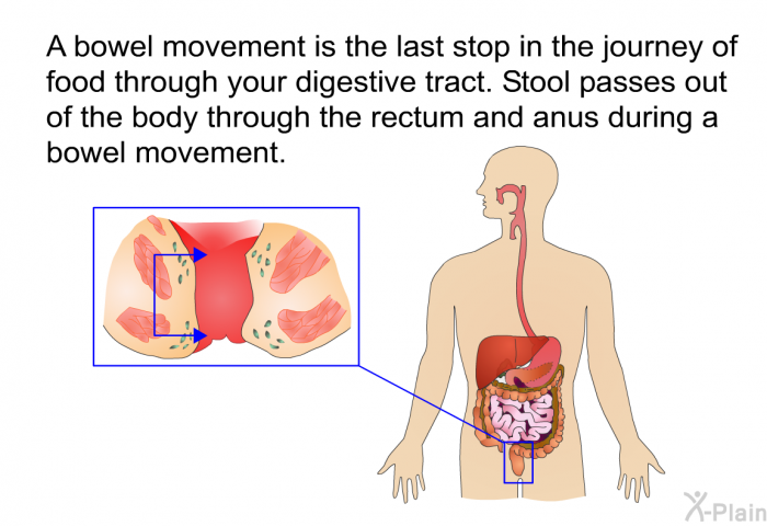 A bowel movement is the last stop in the journey of food through your digestive tract. Stool passes out of the body through the rectum and anus during a bowel movement.
