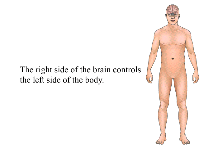 The right side of the brain controls the left side of the body.