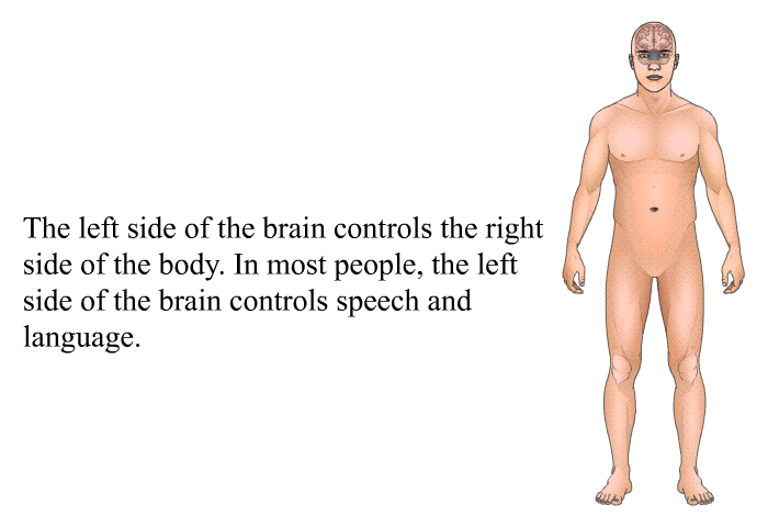 The left side of the brain controls the right side of the body. In most people, the left side of the brain controls speech and language.