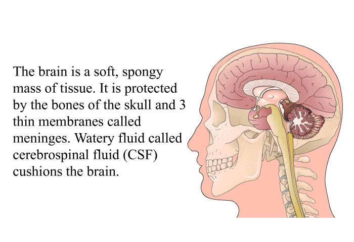 The brain is a soft, spongy mass of tissue. It is protected by the bones of the skull and 3 thin membranes called meninges. Watery fluid called cerebrospinal fluid (CSF) cushions the brain.