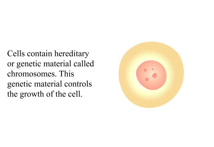 Cells contain hereditary or genetic material called chromosomes. This genetic material controls the growth of the cell.