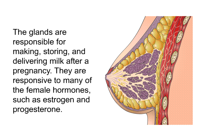 The glands are responsible for making, storing, and delivering milk after a pregnancy. They are responsive to many of the female hormones, such as estrogen and progesterone.
