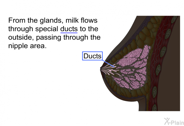 From the glands, milk flows through special ducts to the outside, passing through the nipple area.