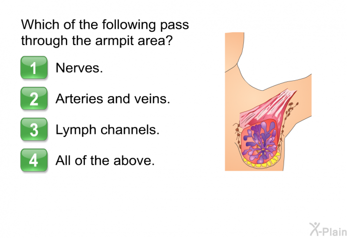 Which of the following pass through the armpit area? Nerves.  Arteries and veins. Lymph channels. All of the above.