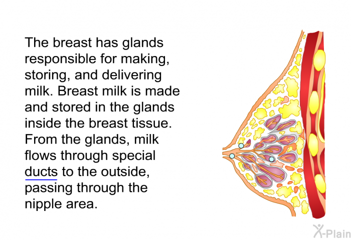 The breast has glands responsible for making, storing, and delivering milk. Breast milk is made and stored in the glands inside the breast tissue. From the glands, milk flows through special ducts to the outside, passing through the nipple area.