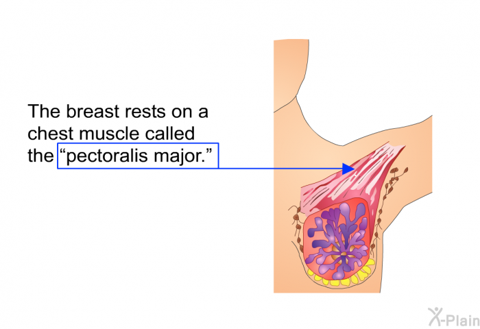 The breast rests on a chest muscle called the “pectoralis major.”